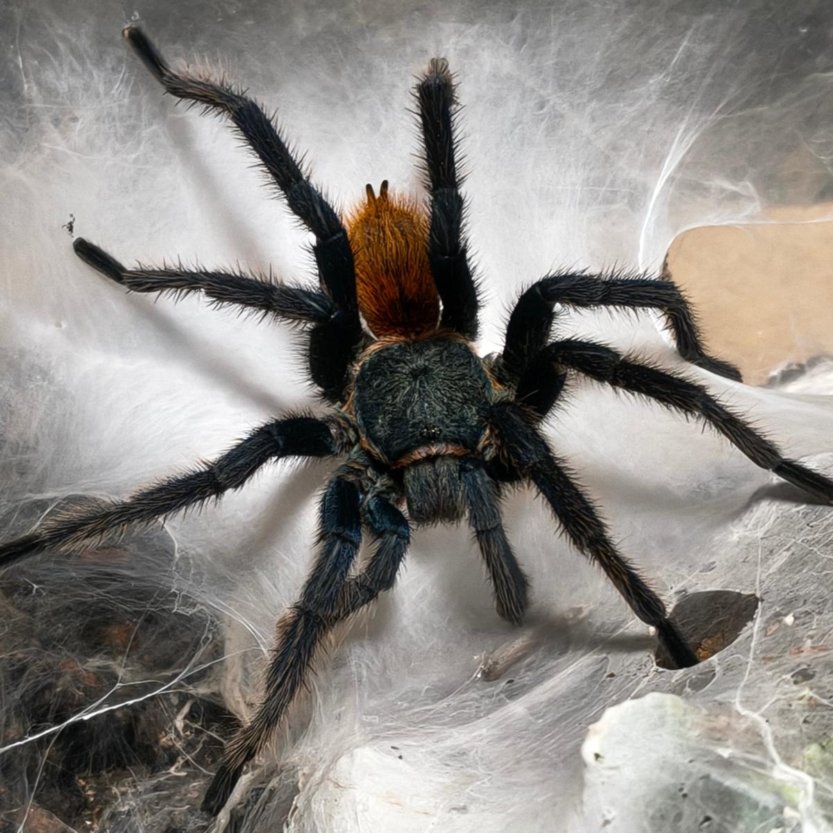 Chromatopelma cyaneopubescens 3